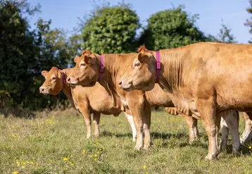 Monitoring animal : les questions à se poser avant de s’équiper