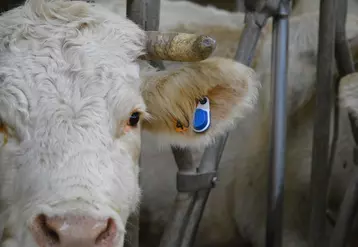En fonction de l’offre choisie, l’utilisateur peut avoir accès à des alertes santé, qui prennent en compte les chutes brutales de l’activité, de l’ingestion et de ...