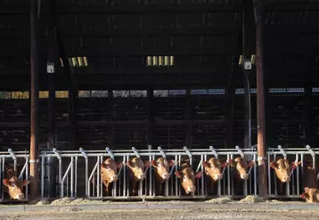 À la station de Lanaud, l'un des sites support de cet essai, quatre caméras ont été positionnées au-dessus de chaque case abritant six taurillons limousins âgés de 8 ...