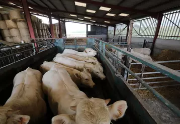 Chargement de bovins de types broutards, laitiers et des taureaux par la cooperative EMC2 dans des exploitations bovines des Ardennes. Remise du passeport de bovin par les ...