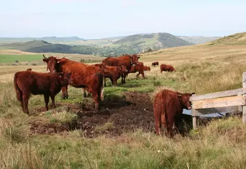vaches salers auvergne