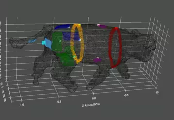 Le projet PHENO3D vise à mettre au point un dispositif de traitement automatisé (intelligence artificielle) et en temps réel d’images 3D pour extraire des phénotypes utilisés dans la filière bovin viande (le poids et les notes de pointages).