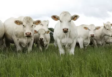 vaches et génisses allaitantes de race charolaise, Charolais Univers 