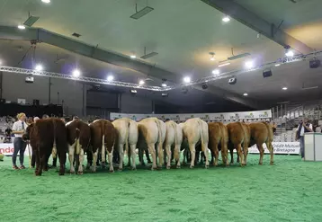 Space 2024 : onze vaches de boucherie aux enchères à la vente « excellence viande » 