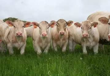 Troupeau de vaches charolaises dans une prairie