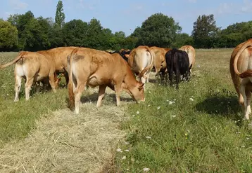 bale grazing ferme expériementale pâturage limousine