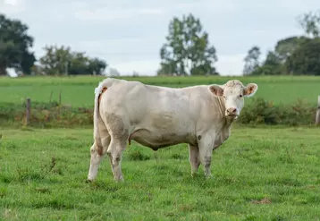 Le système de fixation SmartVel, à l’aide d’une bande adhésive spécifique, permet d’équiper la femelle jusqu’à dix jours avant le vêlage.