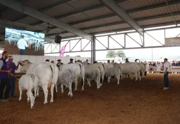 Les juges félicitent les éleveurs pour la préparation et la docilité des animaux présentés au concours national gascon des Pyrénées, lors des Pyrénéennes 2024.