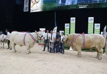 concours charolais Sommet de l'élevage 2024