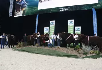 Concours national salers Sommet de l'élevage 2024