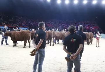 vente aux enchères vaches salers label rouge sommet de l'élevage 2024