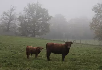 vache salers avec son veau