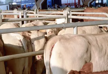 <em class="placeholder">Bovins viande / commercialisation / broutards blonds sur le marché aux bestiaux de Rabastens</em>
