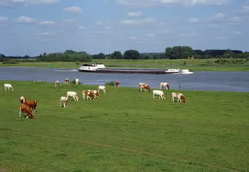 élevage bovin Pays-Bas 
