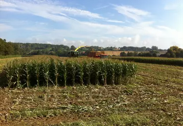 ensilage maïs sol lourd