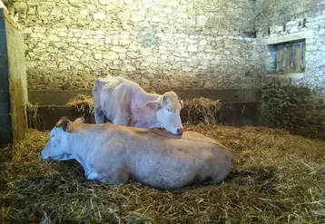 <em class="placeholder">vache blonde d&#039;aquitaine paratuberculose</em>