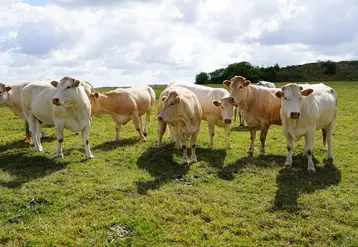 <em class="placeholder">Vaches blondes d&#039;Aquitaine au pâturage dans les Pyrénées-Atlantiques (Nouvelle-Aquitaine)</em>