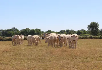 Troupeau charolais au pré en été en période de sécheresse