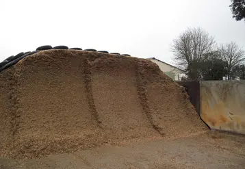 <em class="placeholder">silo de maïs ensilage</em>