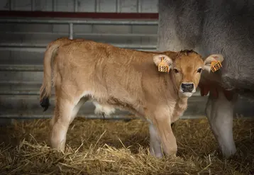 veau race Gasconne des Pyrénées