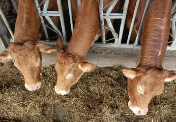 <em class="placeholder">vaches limousines ferme expérimentale de Thorigné d&#039;Anjou</em>