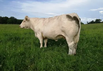 <em class="placeholder">vaches charolaises engraissement pâturage</em>