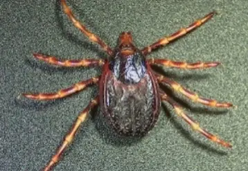 <em class="placeholder">Tique Hyalomma marginatum femelle, à jeun.</em>