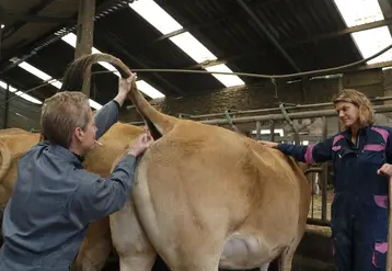 <em class="placeholder">Aurélie Naveau, vétérinaire à Loué dans la Sarthe, vaccine une vache allaitante de race parthenaise contre la FCO</em>