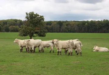 <em class="placeholder">Broutards charolais au pré en octobre dans la Nièvre</em>