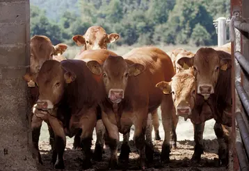 <em class="placeholder">Bovins viande / broutards limousins / après le sevrage, les broutards sont repoussés en bâtiment mais ont libre accès pour aller et venir dans une petite parcelle ...</em>