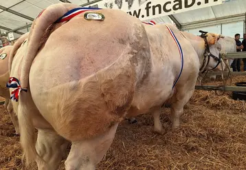 vache charolaise concours bovins boucherie haute qualité