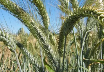 triticale