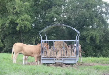<em class="placeholder">Le troupeau blond d&#039;Aquitaine de ces éleveurs sélectionneurs des Landes est remonté sur la base d&#039;un éventail génétique assez large, mais toujours avec des index IV-Mat ...</em>