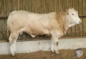 vente enchère taureau blonde d'Aquitaine