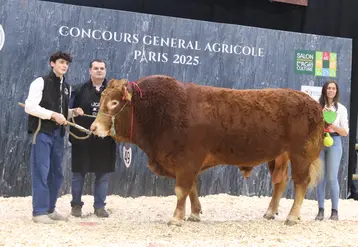 Taureau Limousin et ses éleveurs sur le podium du concours général agricole au salon de l'agriculture 2025
