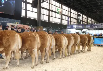 Alignement de femelles de boucherie label rouge de race limousine à la vente aux enchère au salon de l'agriculture 2025