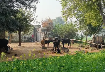 <em class="placeholder">Deux bufflonnes et leurs veaux sur une petite ferme, en Inde.</em>