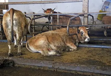 <em class="placeholder">Vache Aubrac couchée sur une logette.</em>