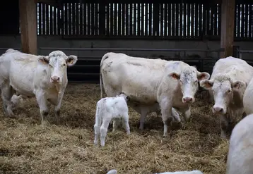 <em class="placeholder">Veterinaire effecuant une tournee chez des eleveurs de bovins charolais dans le departement de la Meuse.
Controle sanitaire sur des charolais.
</em>