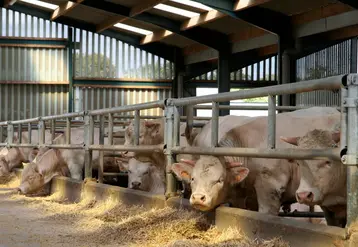 <em class="placeholder">IMG_2833 / engraissement de jeunes bovins charolais. Alimentation en  élevage bovin.</em>