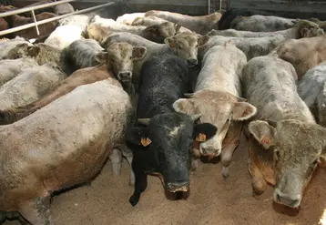 <em class="placeholder">élevage de bovins viande. troupeau bovin en bâtiment. broutards croisés (charolais x aubrac  et blanc bleu belge x aubrac) dans un centre d&#039;allotement du Cantal en attente ...</em>