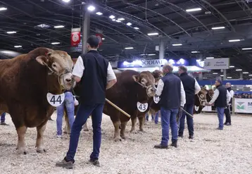 Concours général agricole 2025 race limousine 