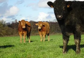 <em class="placeholder">Dans le cadre du programme Cap Protéines, l’expérimentation du pâturage hivernal a porté sur un lot de 20 animaux en croissance. Le programme est terminé, mais le ...</em>