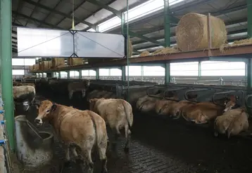 <em class="placeholder">Séparation amovible sur câble dans la stabulation en logettes sur caillebotis des vaches aubrac. Au dessus des logettes, des balcons stockent les boules de paille.</em>