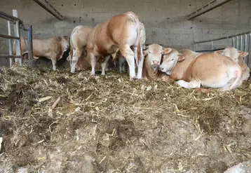 <em class="placeholder">Jeunes bovins blonds d&#039;Aquitaine sur paille de maïs, en Loire-Atlantique (Occitanie)</em>
