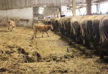 <em class="placeholder">bâtiment vaches allaitantes aire raclée</em>