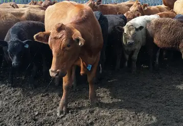 <em class="placeholder">Exploitation canadienne en élevage bovin allaitant (chez Richard et Ganet Rey, éleveurs dans le Manitoba). agriculture canadienne. production de bovins viande de race ...</em>