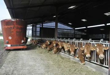 <em class="placeholder">élevage bovin allaitant de race limousine. bovins viande. alimentation. distribution de la ration. fourrage. vaches au cornadis. bâtiment ouvert. mélangeuse à bol. ...</em>