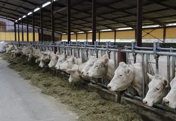 Vaches charolaises dans un bâtiment