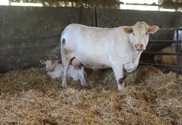 <em class="placeholder">vache charolaise veau nouveau-né</em>